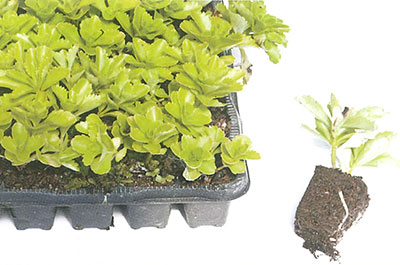 MICRO-MOTTES DE DE SEDUM